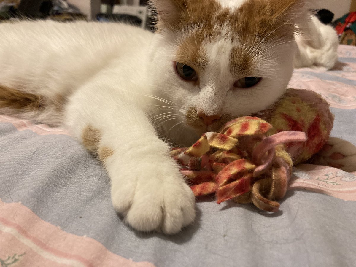 Good night, from Tiggy and his fish!! #cutenessoverload #fridayvibes #nightynight #spoiledcat #rescuedismyfavoritebreed #dontshopadopt #furbaby #CatsOfTwitter #catlovers