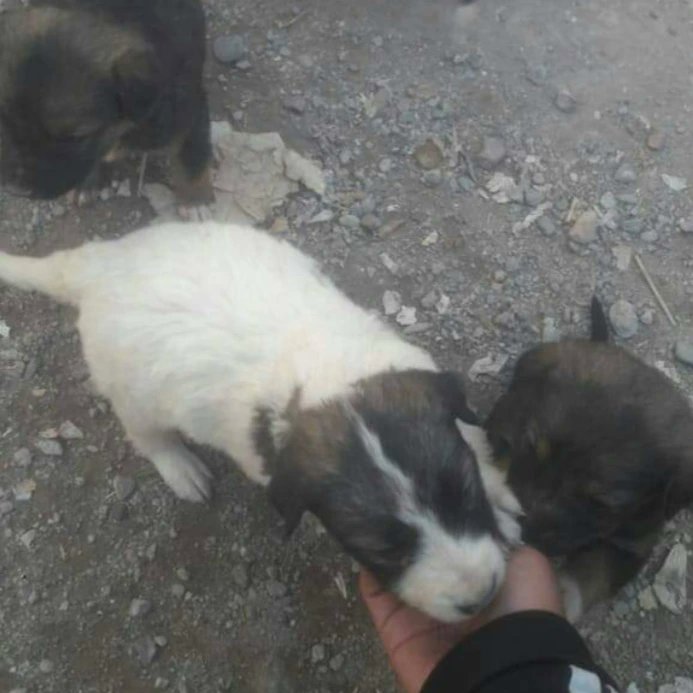 TuayudaesONG's tweet photo. 5 cachorritas en ADOPCIÓN RESPONSABLE 💛

Si querés adoptar comunicate al número
➡️ 2622532878 https://t.co/9loQ7MDMN8