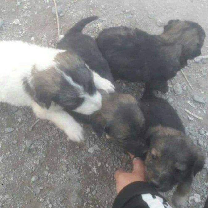 TuayudaesONG's tweet photo. 5 cachorritas en ADOPCIÓN RESPONSABLE 💛

Si querés adoptar comunicate al número
➡️ 2622532878 https://t.co/9loQ7MDMN8