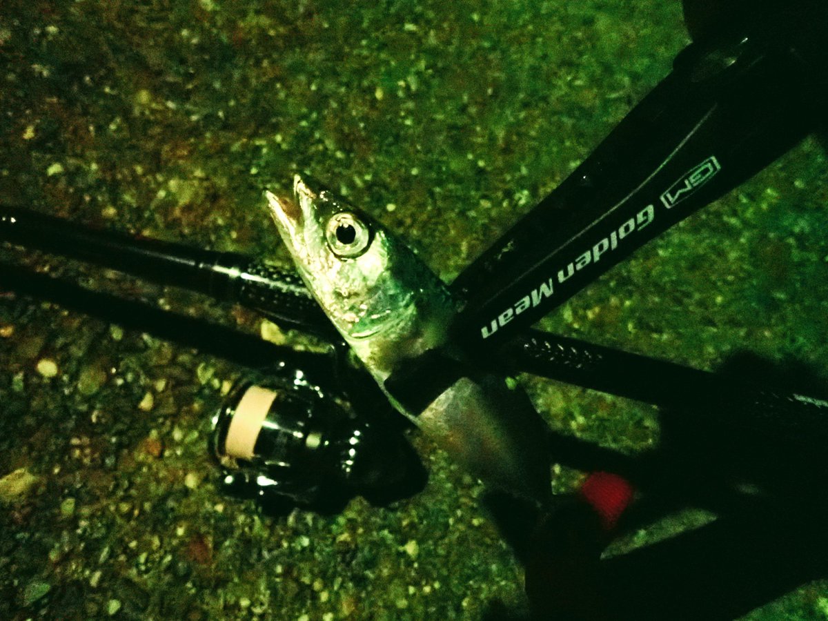 rod_brothers's tweet photo. 俺は竿兄弟弟者。淀川チニングで釣れなかった不満を得意のライトゲームで解消する男。豆アジ・カサゴ・小サバ・メバルに癒して貰った。2時間弱でつ抜け。ライトゲームは素晴らしい。
#シナスタジア
#SYNETHESEA https://t.co/8ZGbyveMZC