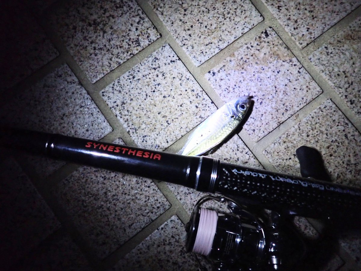 rod_brothers's tweet photo. 俺は竿兄弟弟者。淀川チニングで釣れなかった不満を得意のライトゲームで解消する男。豆アジ・カサゴ・小サバ・メバルに癒して貰った。2時間弱でつ抜け。ライトゲームは素晴らしい。
#シナスタジア
#SYNETHESEA https://t.co/8ZGbyveMZC