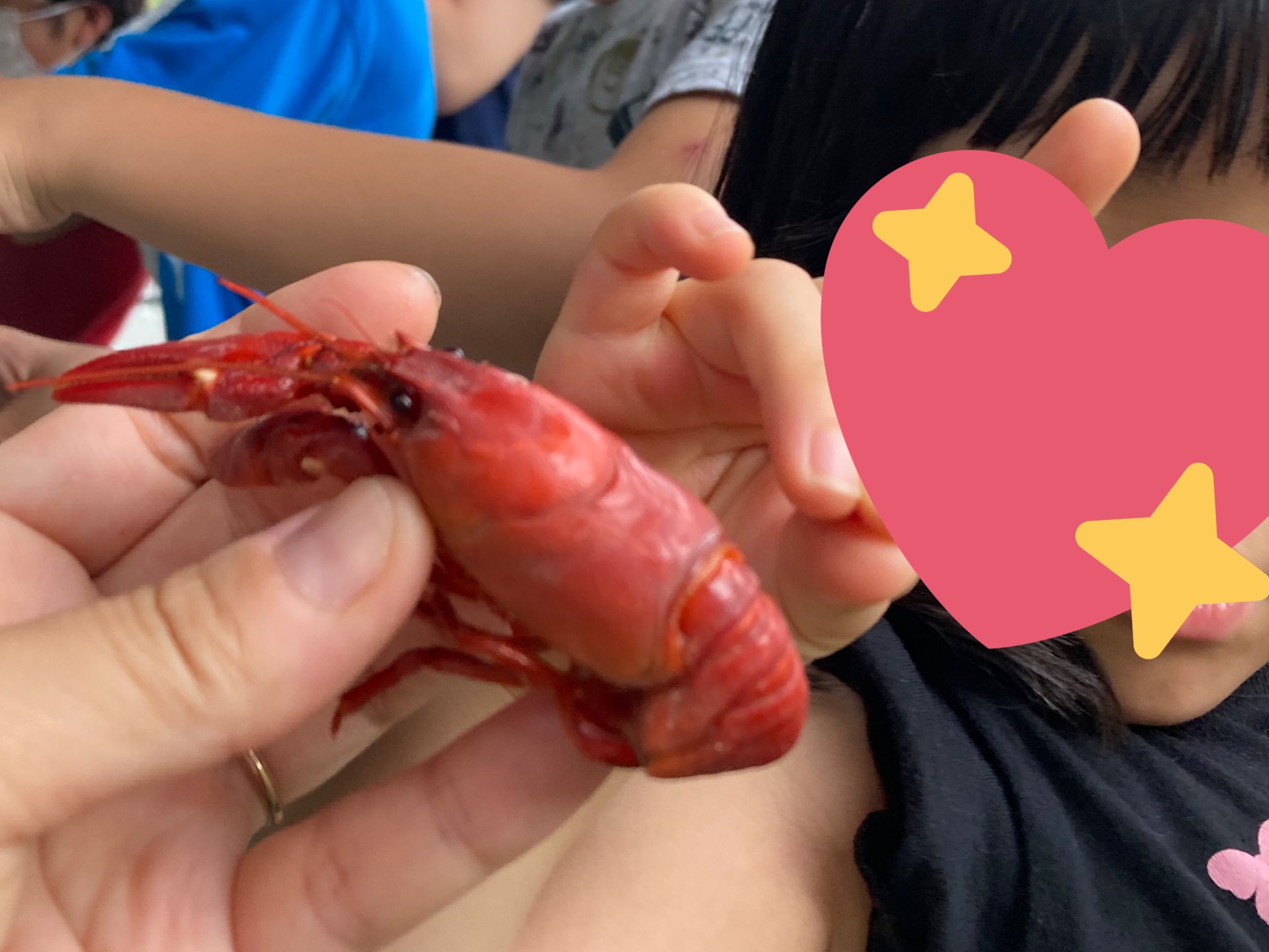 マグオ ウチダザリガニの味は エビとカニの中間という感じで とてもおいしかったです 裏磐梯ではそのほかジュンサイ摘みも楽しめるので 夏休みを過ごすにはおすすめですよー T Co Zqhmbqp8vb Twitter