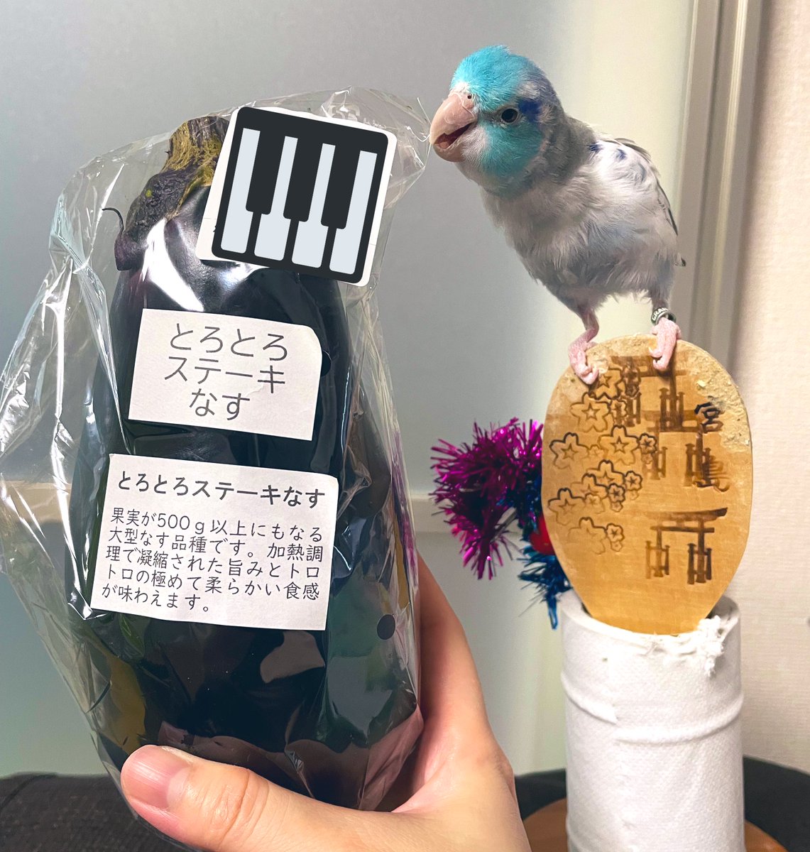 お久しぶりです！
飼い主、ハロ、どんともにどうにかやってます💦画像は【とろとろステーキなす】と言う品種のなすとハロちゃん❣️