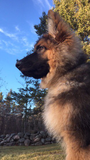 mmkarimjee's tweet photo. @vote4robgill @dog_rates Rafiki when he was a puppy! https://t.co/X5puDyaocr