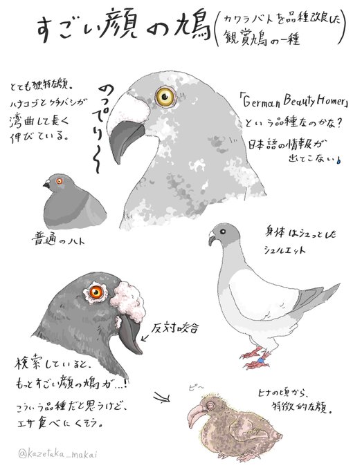 観賞鳩のtwitterイラスト検索結果