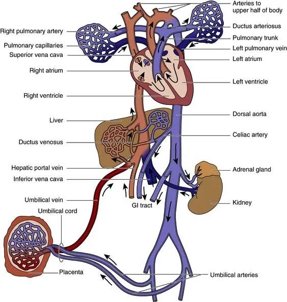 TylerShimfessel's tweet photo. I assisted in placing my first UVC today! Great day as a #NICU #ActingIntern #medpeds #m4 
(Including a good review of fetal circulation!) https://t.co/Idg5NrizUc