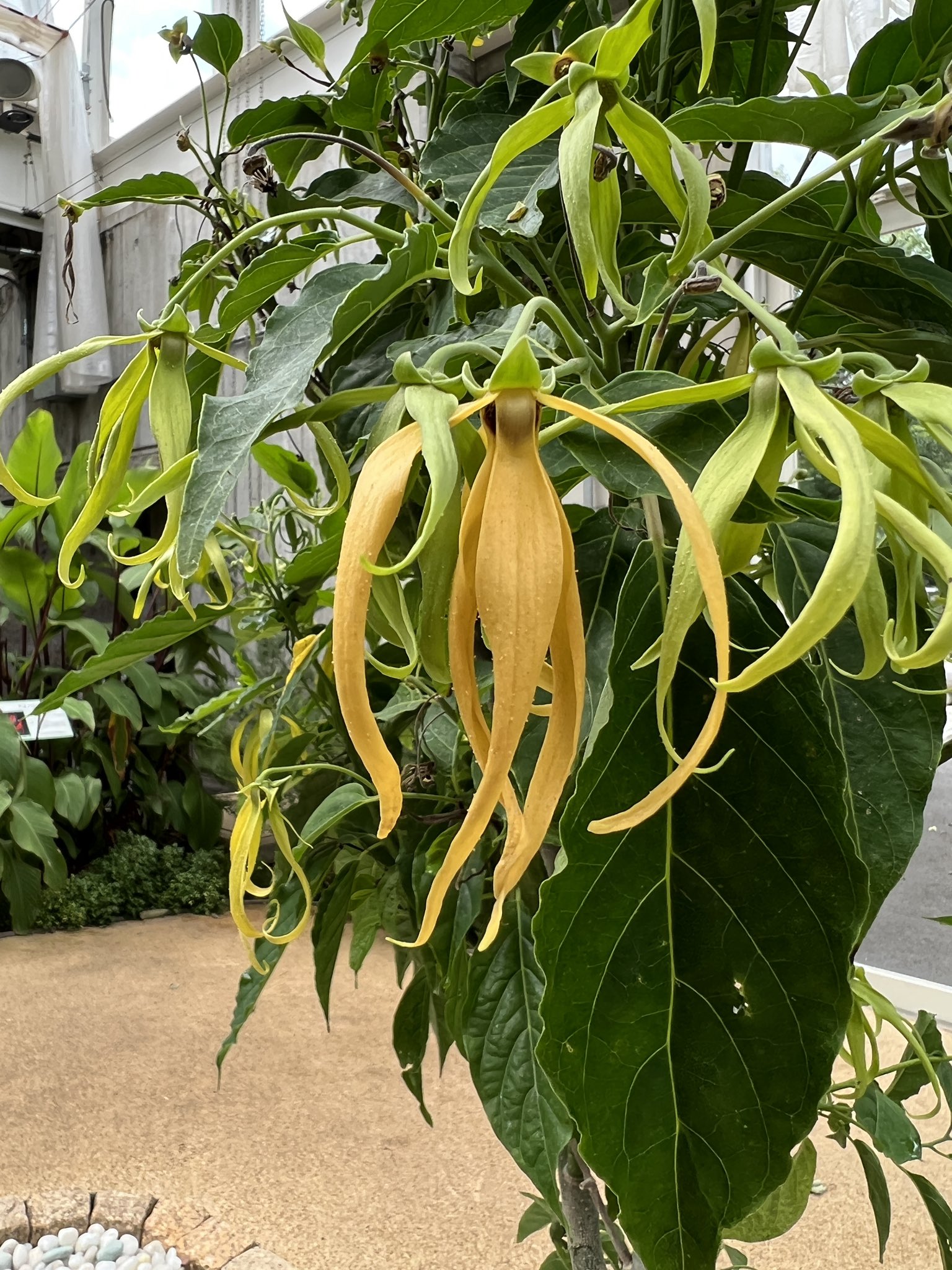 水戸市植物公園 雨が降るようで降らない 風が吹くようで吹かない水戸市微妙な天気過ぎて戸惑い隠せない植物公園ですが 熱帯果樹温室の中ではイランイランが開花中 タガログ語で 花の中の花 を意味するこの花の香りはエキゾチックで甘く香水にも使われ