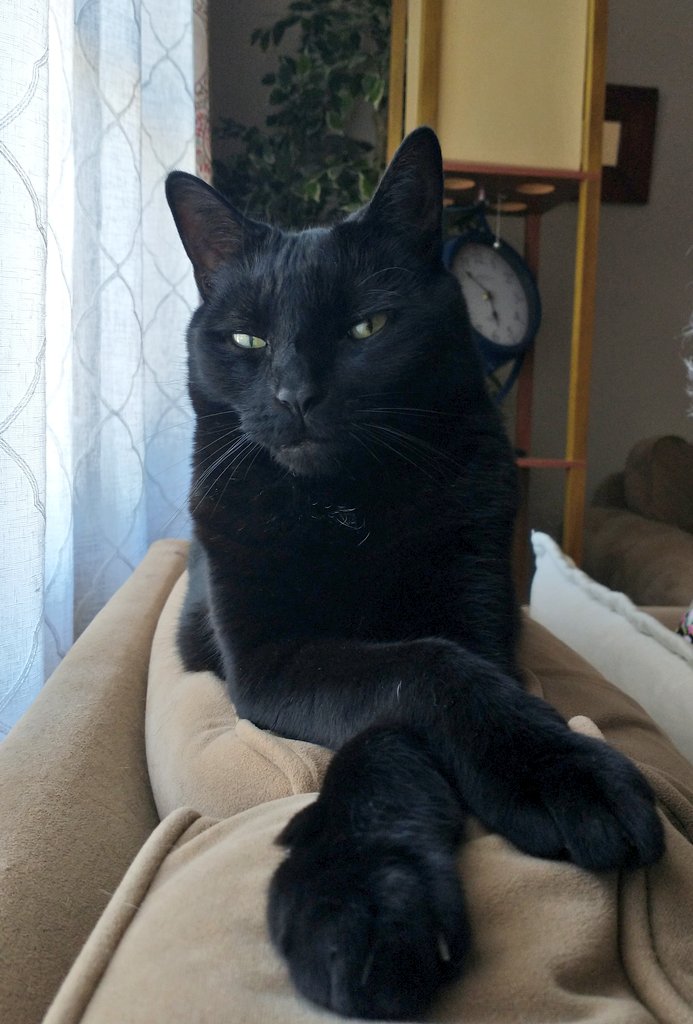 🐈 Dubo tweet media