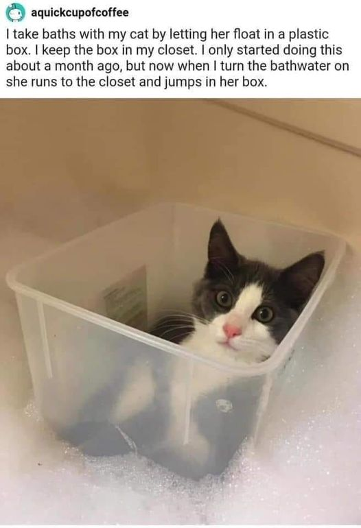WholesomeMeme's tweet photo. https://t.co/vsEif4lL0Y