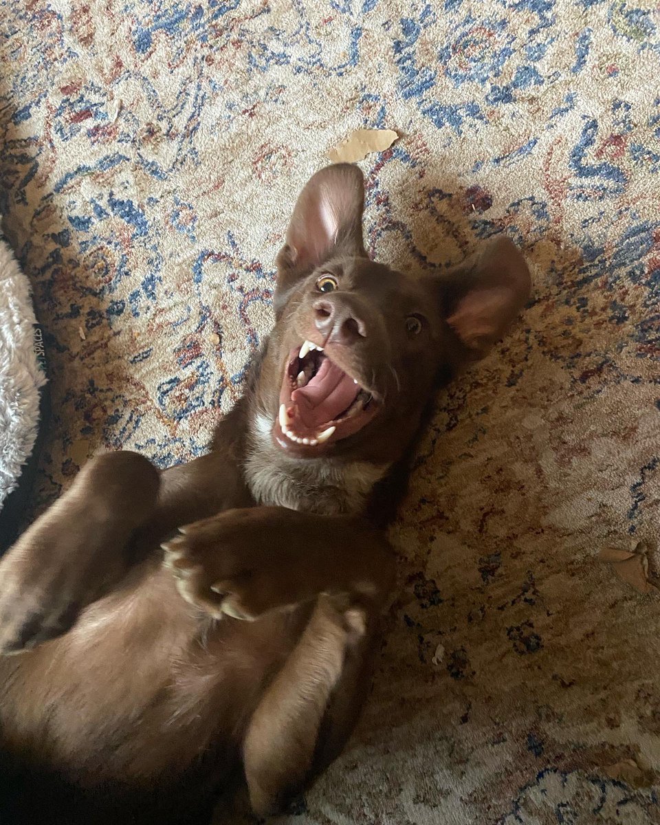 sicemcelina's tweet photo. @MichaelFulwiler This is Olive. 🥰 https://t.co/hBbefeM3W6