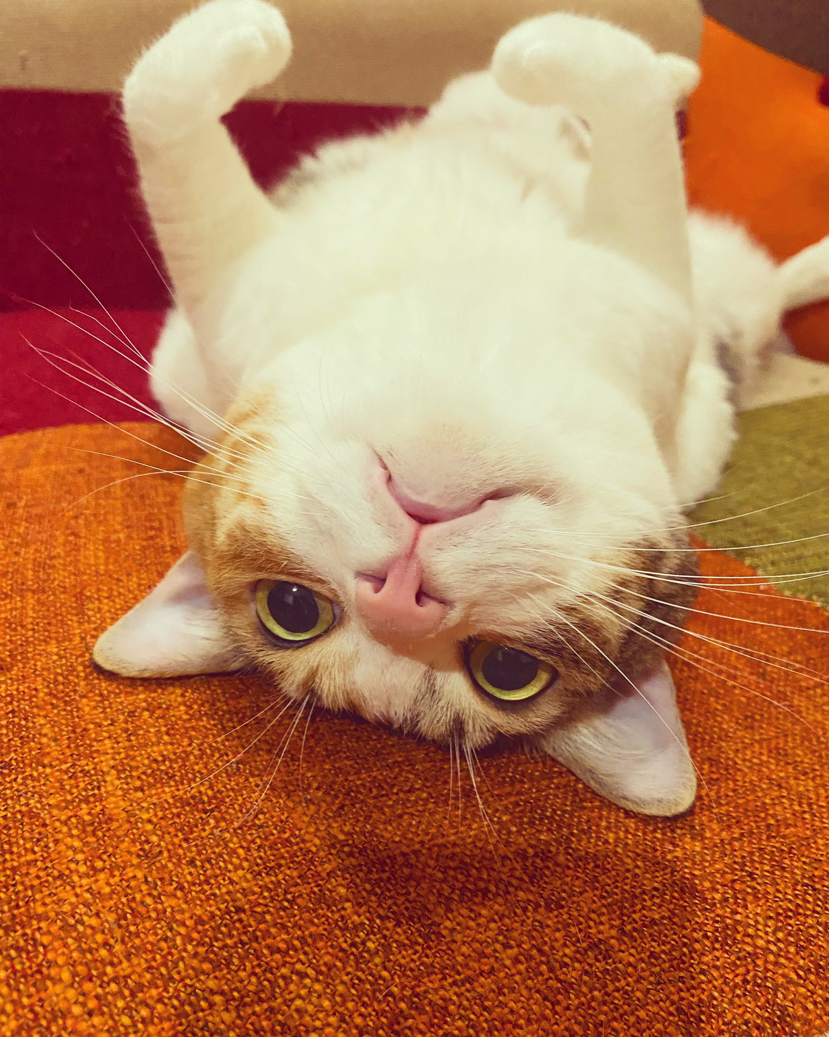 森翼 Mimizuq 猫と雷のゴロゴロ 台風 T Co 3eipmm3d8r Twitter