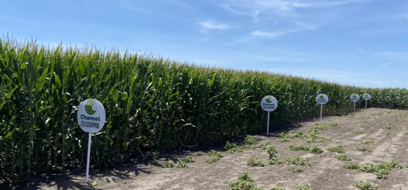 complete_ag's tweet photo. On this #FieldCheckUpFriday we visited this #placedtoperform SSPRIB &amp; STXRIB plot that’s absolutely Dressed for Success!!  @ChannelSeed.  Excited to see this one roll in the weigh wagon!!💪🏽💪🏽@BayerTraits https://t.co/8qoNRaIKAr