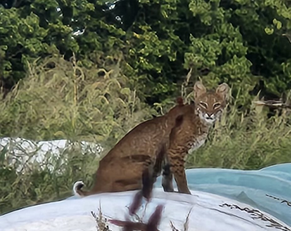 Brenda_Paul_KY's tweet photo. You know you farm in Kentucky when a real wildcat shows up to watch you wrap hay rolls!
#UKWildcats
#ThisIsAFirst
#CATSCATSCATS
@UKAgriculture
@univofkentucky https://t.co/vrI3uJNwQK