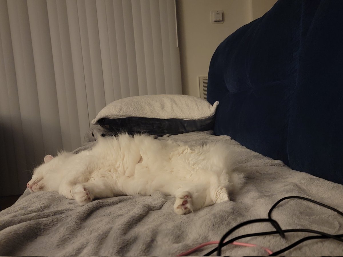 kopperkitty tweet media