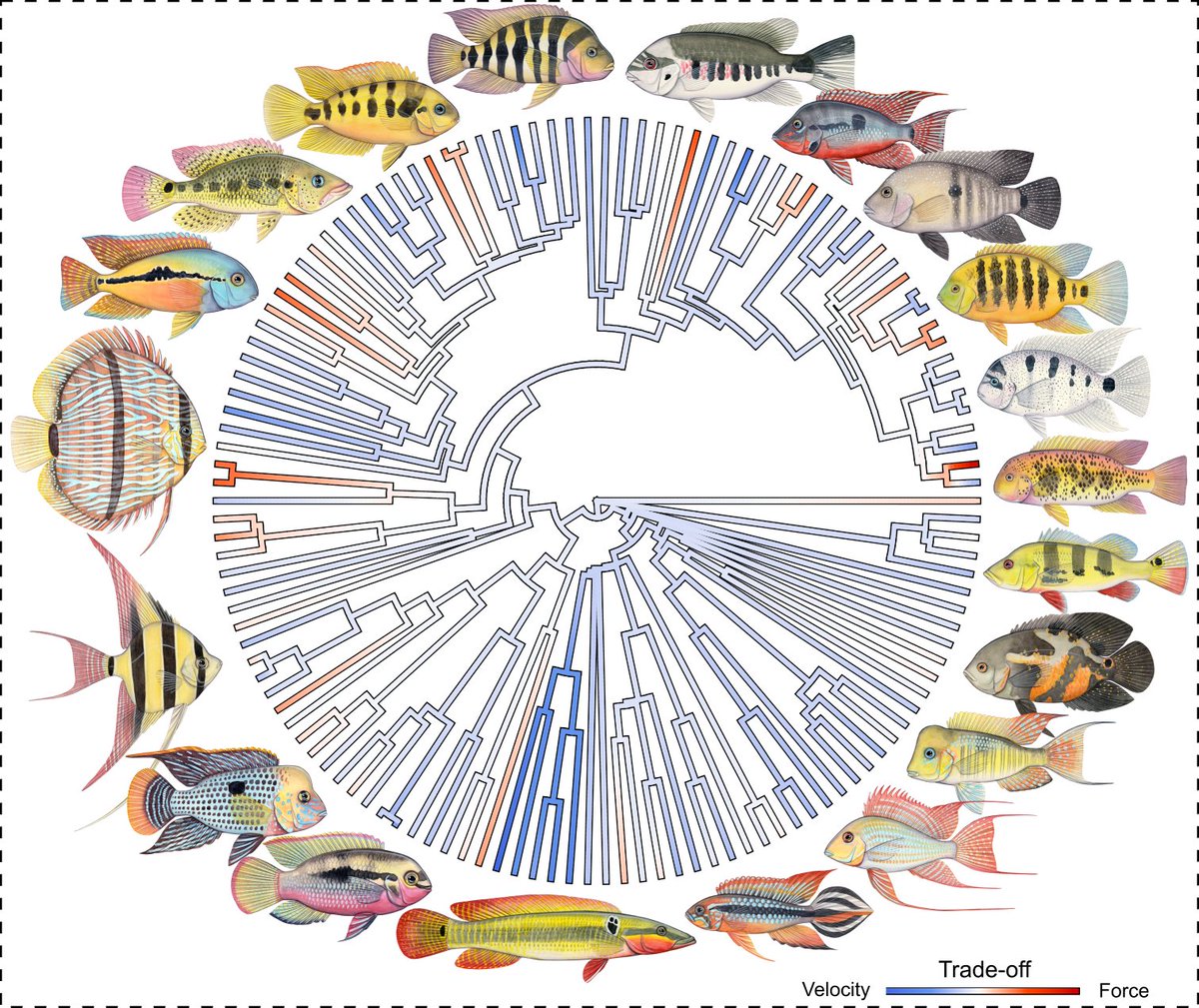 Edward Burress (@cichlidosaurus) on Twitter photo New paper with @marmmunoz: Functional trade-offs asymmetrically promote phenotypic evolution. Featuring wonderful artwork by <a href="/jehimes/">Life Science Studios - Scientific Illustration</a>
academic.oup.com/sysbio/advance… New paper with @marmmunoz: Functional trade-offs asymmetrically promote phenotypic evolution. Featuring wonderful artwork by <a href="/jehimes/">Life Science Studios - Scientific Illustration</a>
academic.oup.com/sysbio/advance…