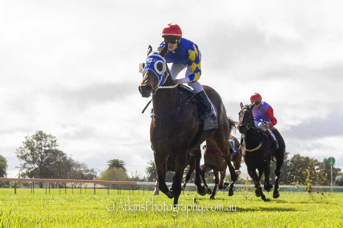 terry_hann's tweet photo. Ben Price piloted Alpha Flight to the lead to win the Thomas Farms Handicap at Morphettville for Richard &amp; Chantelle Jolly. @RacingSA @SAJockeyClub @thomasfarms_au @BpriceBen @RJollyRacing @ChantelleJolly
More 🐎📷 https://t.co/oBBFiFiJ7U https://t.co/GNgYgDZeYj