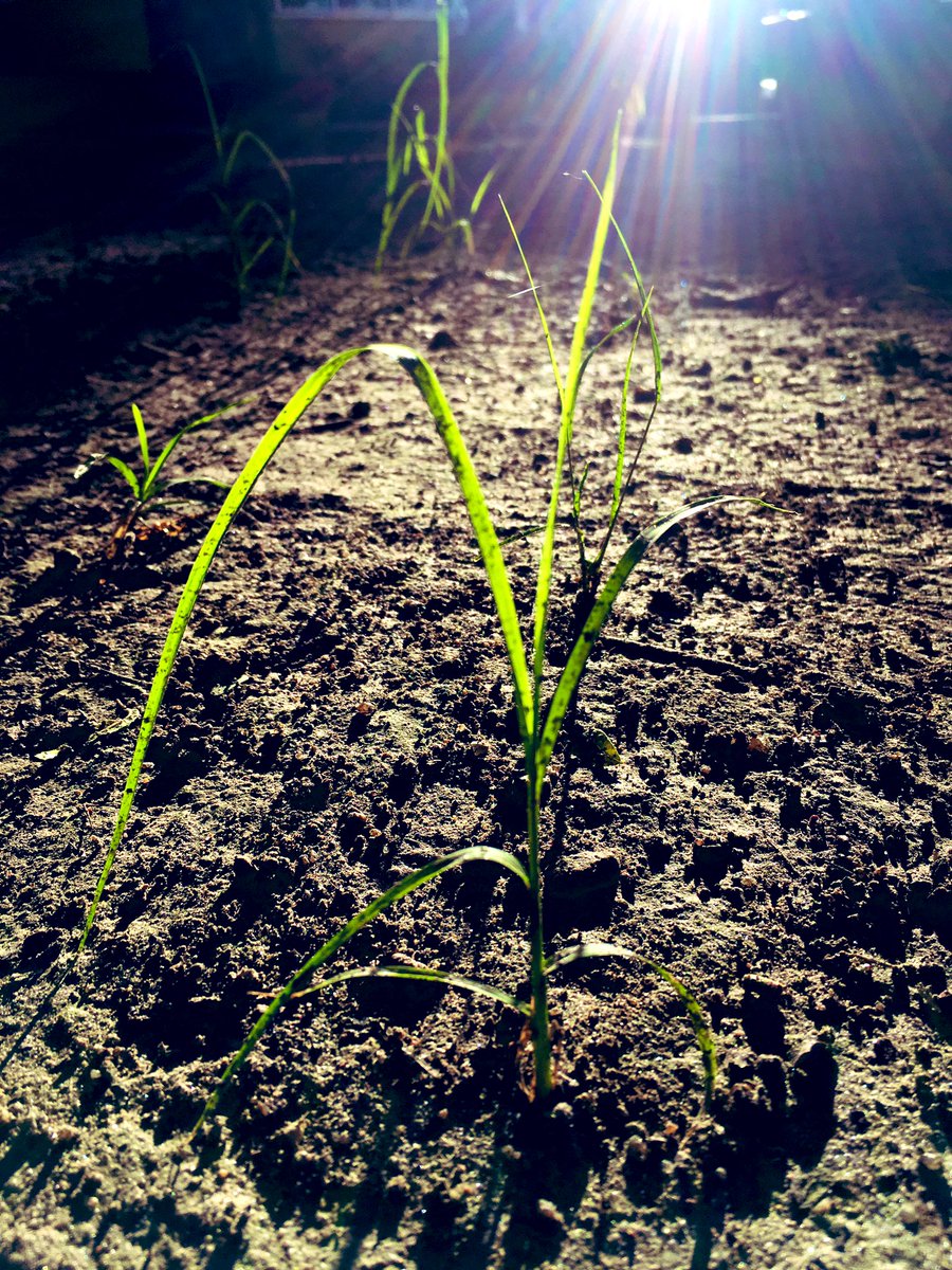 SChakrabortykol's tweet photo. Morning rays always gives you feel to live with more positivity!!
#sunrays #morningvibes #nature #mobilephotography #lapofnature #PositiveVibes #rayofhope https://t.co/cADDNxQFjX