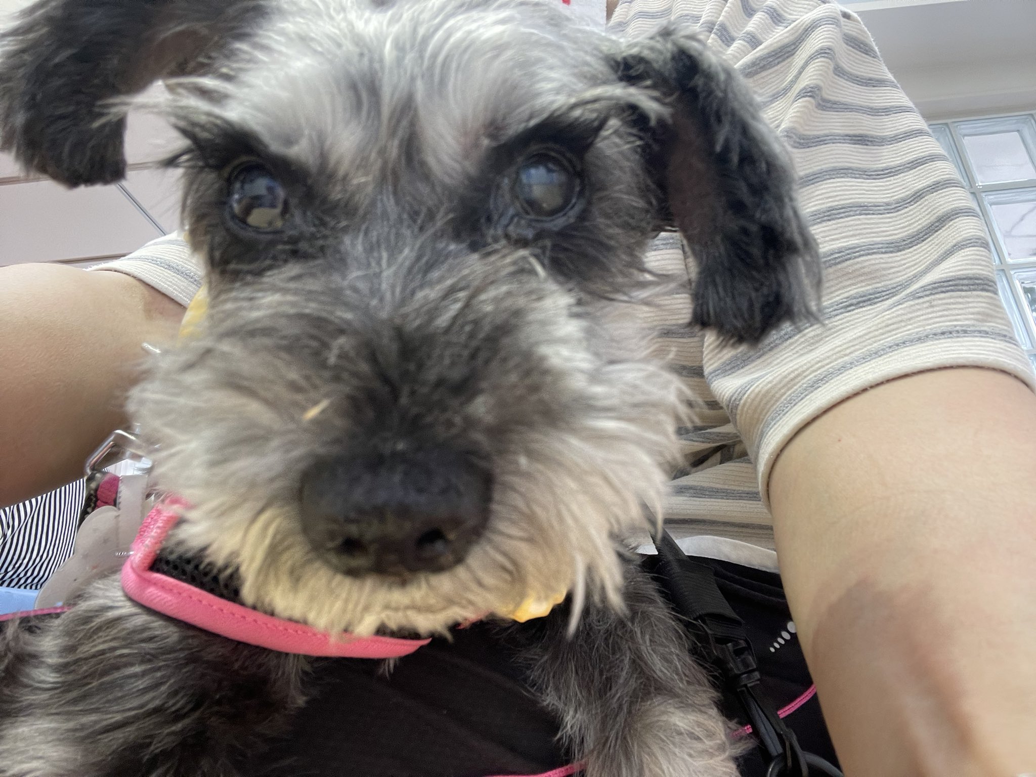 糖尿病犬 Twitter Search Twitter