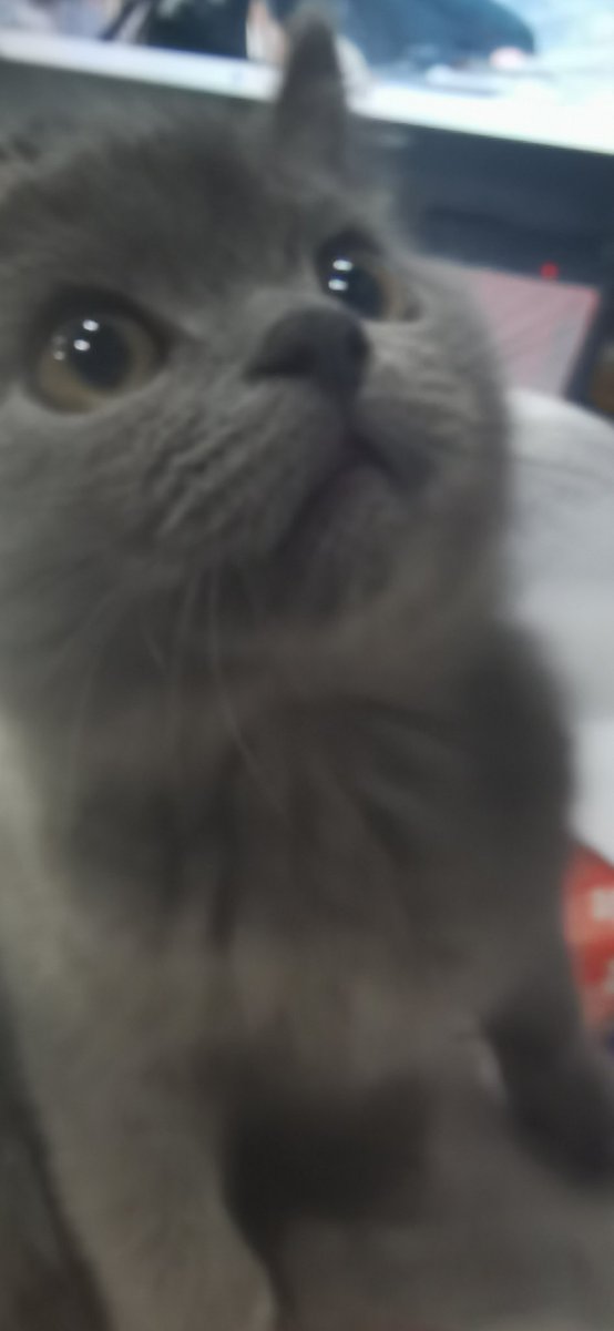 Doufu_12's tweet photo. 猫猫哦 https://t.co/jeaOQLXMFU