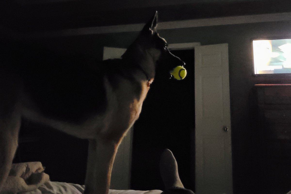 Marty_Bolton's tweet photo. @OfficialOPLive My little buddy and I will be there! #OPLiveNation #OPLive #K9 @ProjectK9Hero #BackTheBlue #OPK9 https://t.co/QF6jSl8MXB
