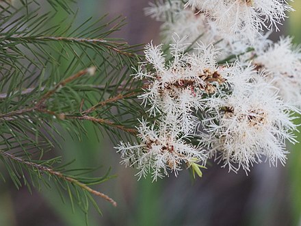 lota_tea's tweet photo. Did you know: The tea plant (Camellia sinensis) is different from the “tea tree” (Melaleuca alternifolia) used to make tea tree oil? The tea tree gets its name from its use as an herbal tea in the Aboriginal Australian culture. #tea #teatree #camelliasinensis #herbaltea #tisane https://t.co/C4YtJPvudc