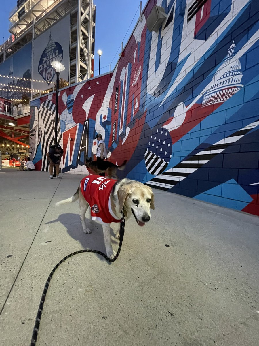 WildcatPE_Kalso's tweet photo. @NationalsPark Milo (and his humans) had a great time! 🐶❤️ https://t.co/9lf9SK5R1G