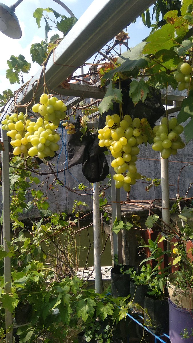 Proklim Gamer tweet media