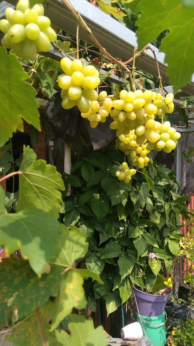 Wayahe nganggur...  Mas <a href="/apri_adi08/">APRIADI</a>  prof <a href="/adipurwa74/">K. Adi Purwanto</a>