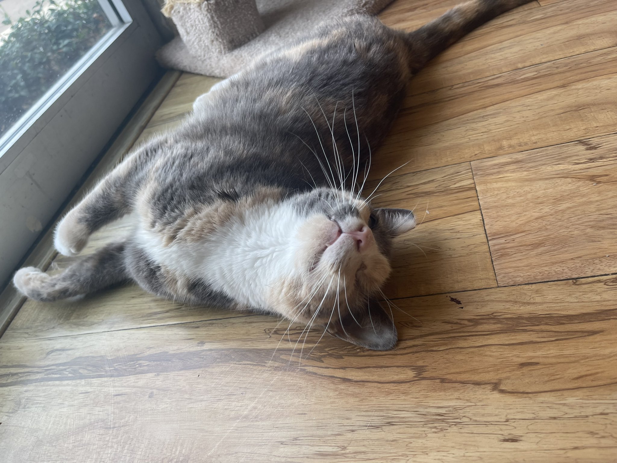 TW Pornstars 2 pic. XNicoleAnistonX.Eth. Twitter. I had a wonderful