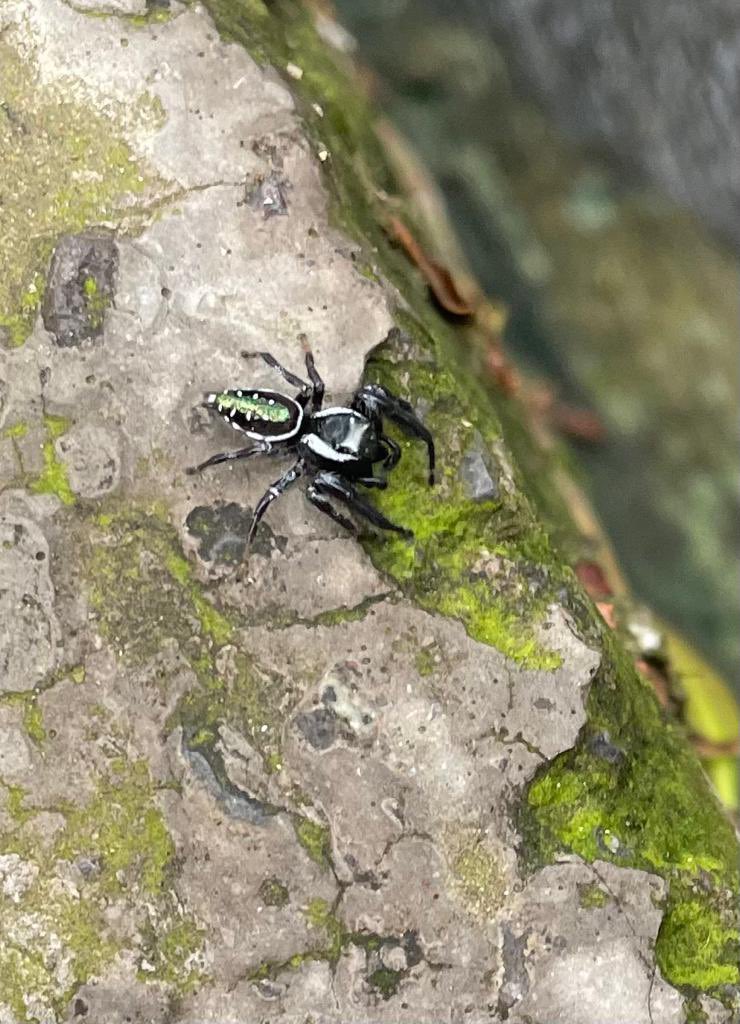 bebesaurio29's tweet photo. Hola @Arachno_Cosas me encontré esta belleza, me gustaría saber que nombre tiene? Es de cuidado? https://t.co/WK1RMdD023