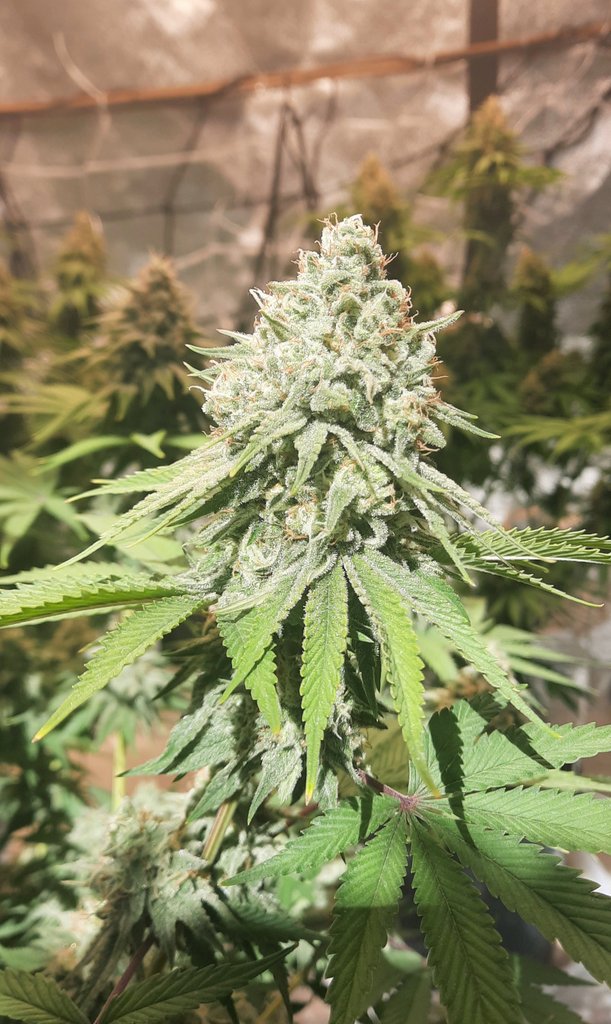 thechronicthumb's tweet photo. Good evening #CannaFam this is #Peanutbutterbreath by @ChosenSeeds #CanadianCannabis #GrowOrganic #Gaiagreen #GroTek #Mmemberville #Cannabiscommunity #Ganjalife https://t.co/NfCRuDTvbg