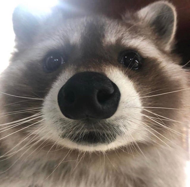 Raccoons Hourly (@raccoonhourly) on Twitter photo 