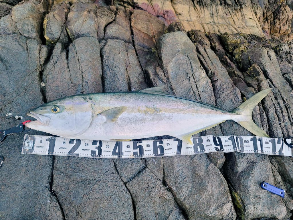 五島人の釣り部 tweet media