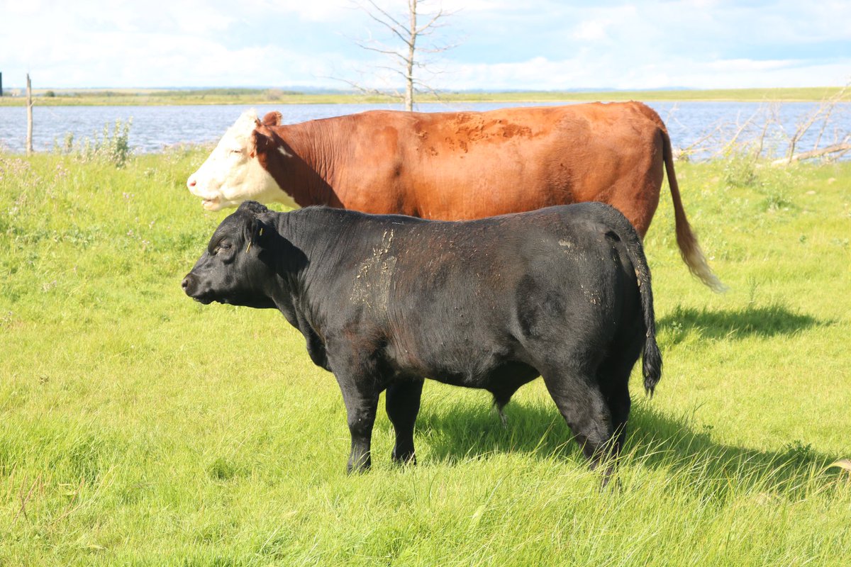 Standard Hill-SMyer tweet media