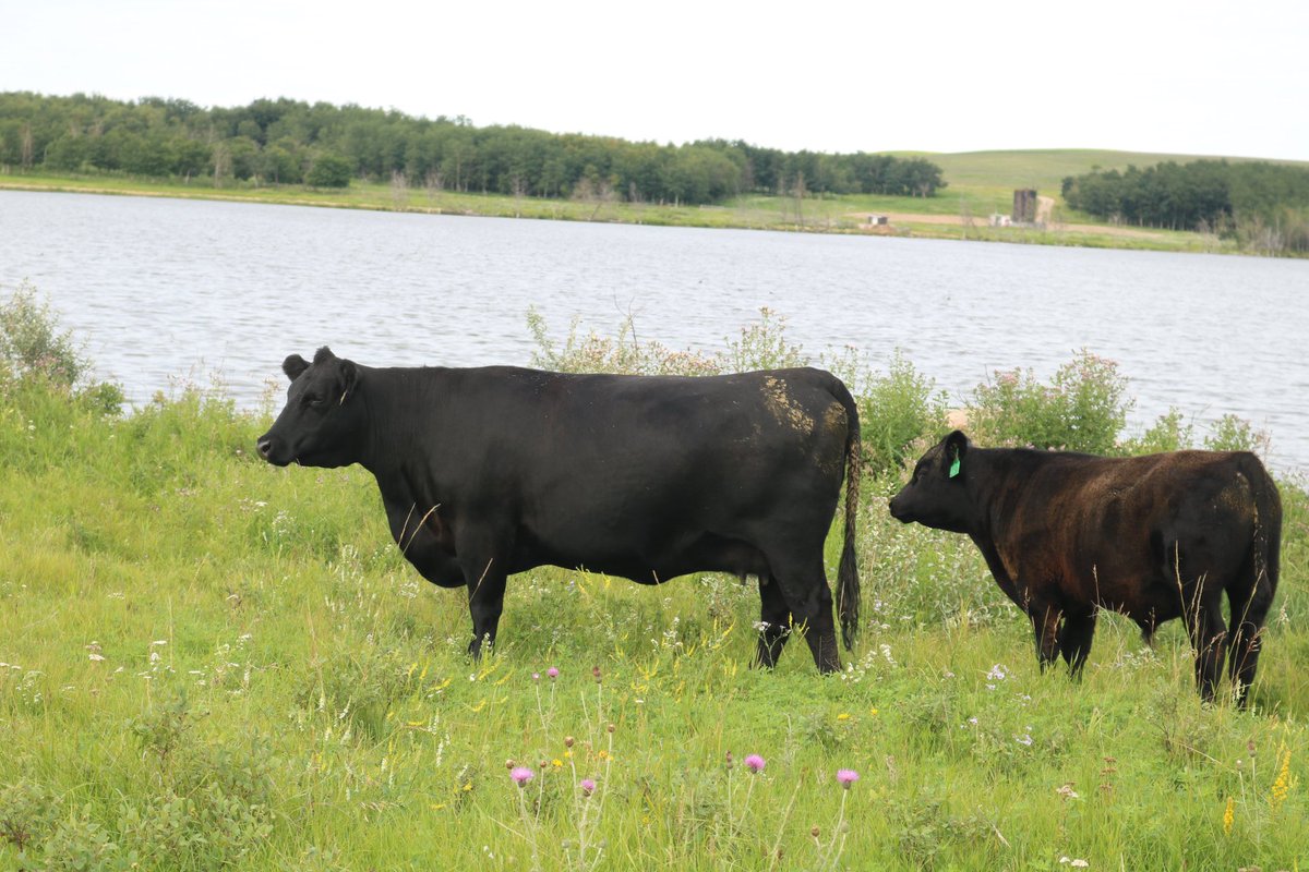 Standard Hill-SMyer tweet media