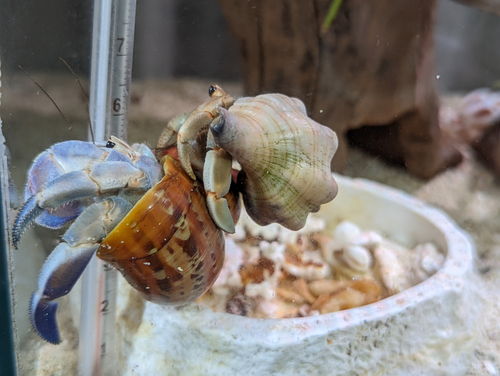 オカヤドカリ飼ってます