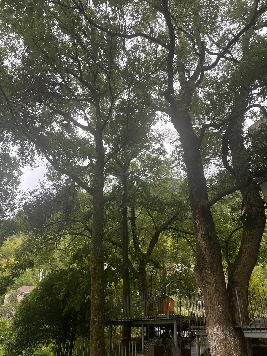 sufang63's tweet photo. 与这百年樟树的时间里的空间探索，美妙，大自然已经给予了我们所有，向外的追寻终究是一场投射的游戏，呼吸，在，永恒 https://t.co/NWpN31W3ul