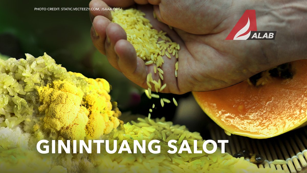 altermidya's tweet photo. Golden Rice? Hindi ginto kundi SALOT ang idudulot nito, sabi ng mga magsasaka at konsyumer. Sa katunayan, lumahok sila sa International Day of Action against Golden RIce nitong August 8!

Panoorin ang aming report!
https://t.co/pjco8A97Op https://t.co/r5R3hxcKJ5