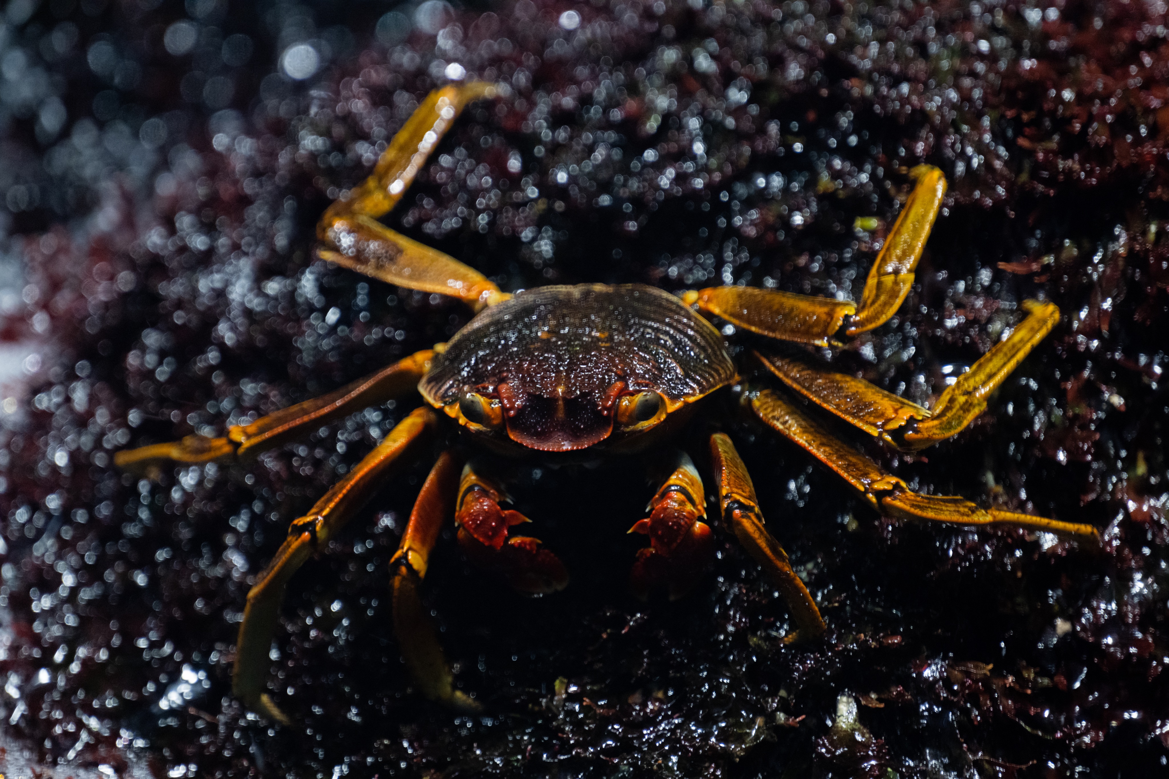 カニフォト Crabphoto1 Twitter
