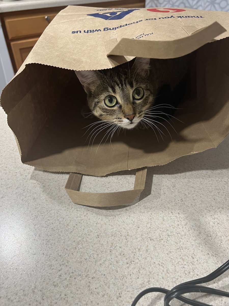 Greeney_Fur_Fam's tweet photo. Lokiπ just being a #bagkitty #CatsOfTwitter #FridayFun #FridayFeeling https://t.co/k3SFJcXklW