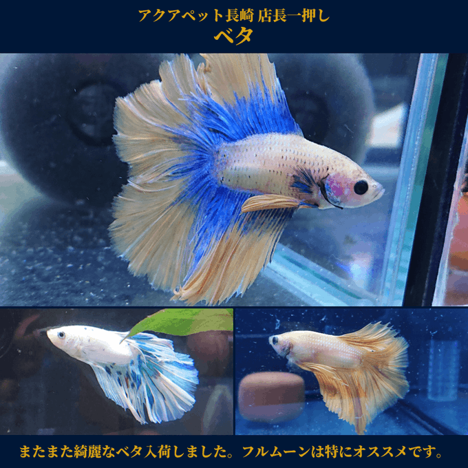 九州の熱帯魚ショップ アクアペット小倉 佐賀 長崎