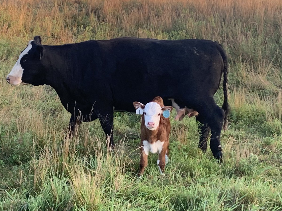 pmhvet's tweet photo. @TheDailyCowman Hello from Iowa!
#baldyporn #fallcalving https://t.co/5Kal7qoflW