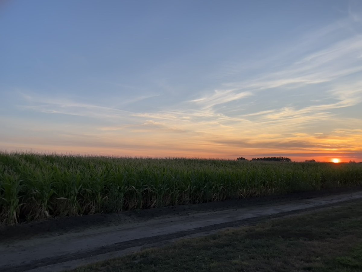 RockinRedApple's tweet photo. Morning sunrise over corn https://t.co/I2PAOG8vpl