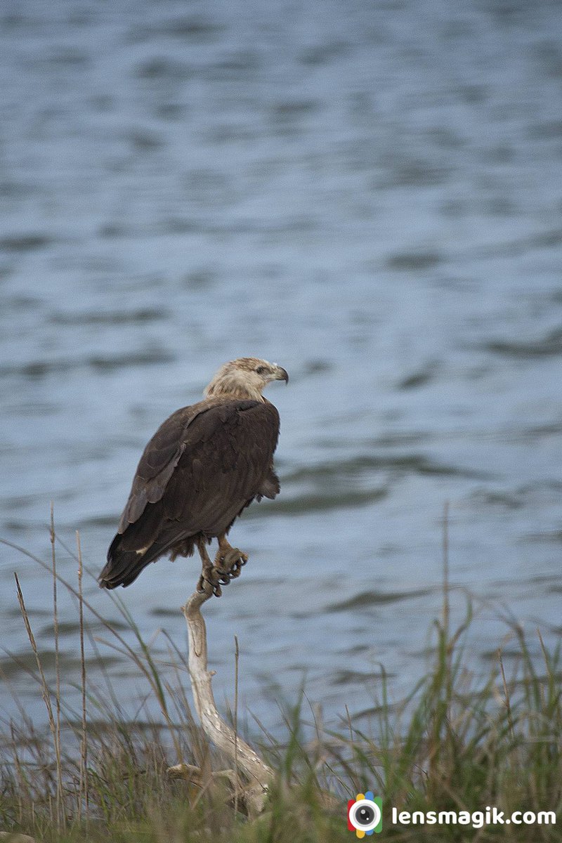 Pallas Fish Eagle bit.ly/3uw6Ak5 Eagles of India #pallasfisheagle #eaglesofindia #endangeredeagles #endangeredbirds #birdwatching #birdsofIndia #corbettnationalpark #Raptors #birdsofprey