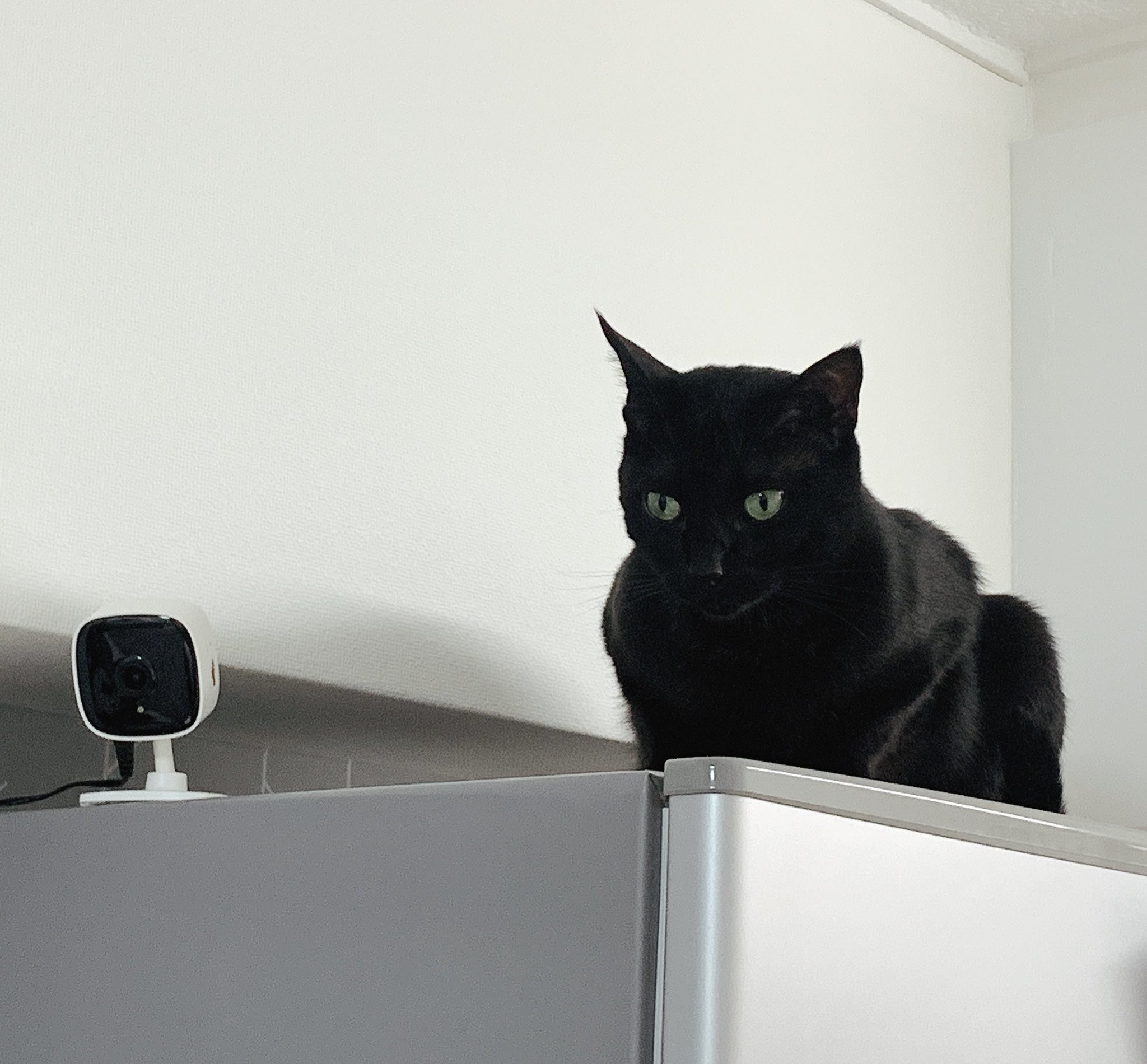 Darisan 黒猫のダリ 冷蔵庫の上にセットした監視カメラを監視中 お疲れ様です 黒猫 猫好きさんと繋がりたい 猫と暮らす 猫好き T Co Ytrynp10zy Twitter