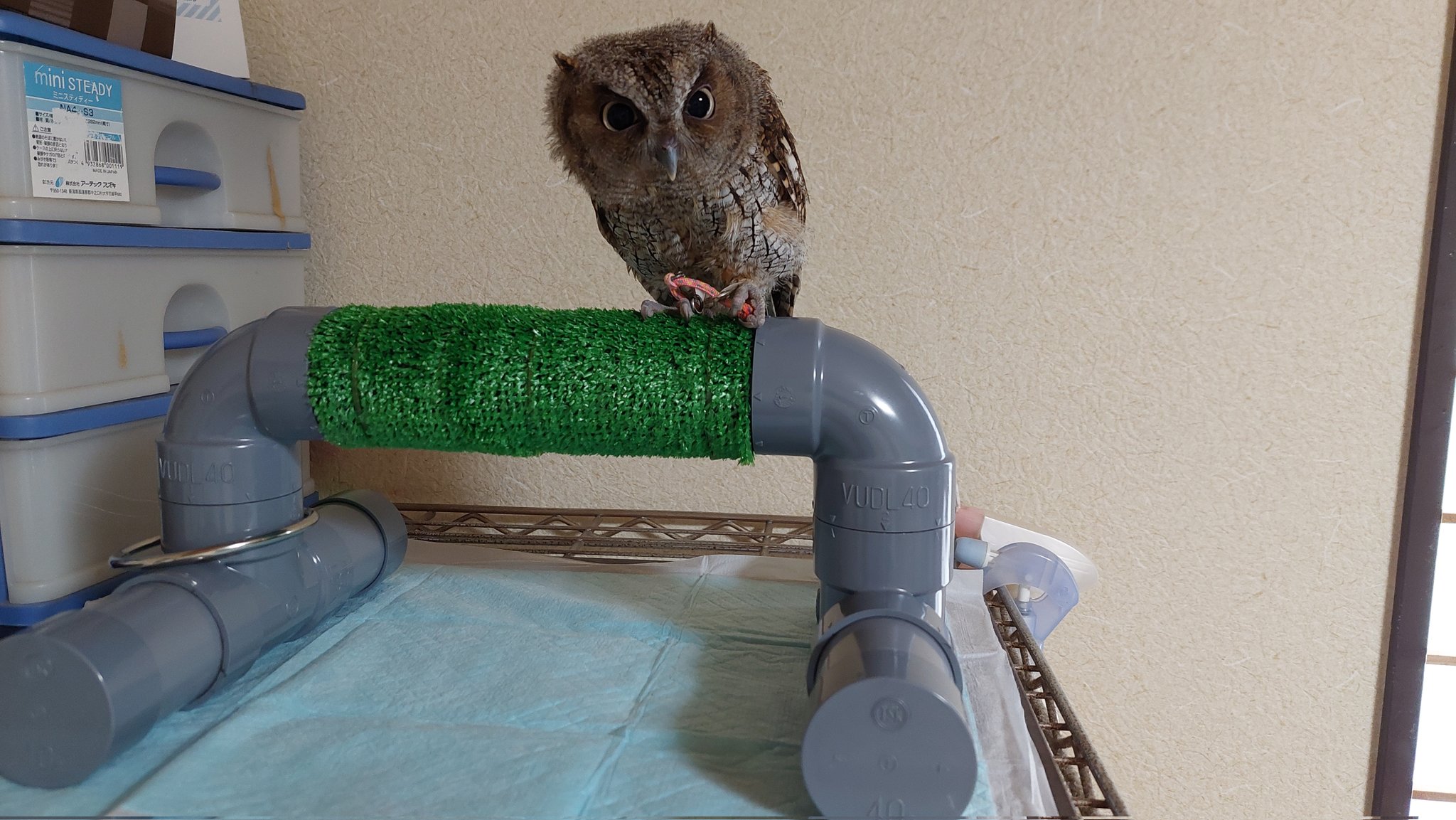 人気商品】 猛禽工房 パーチ ボウパーチ ファルコンブロック 鳥用品