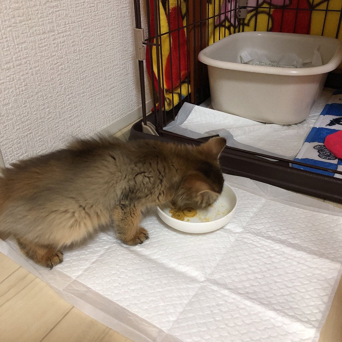 name_mugi's tweet photo. 子猫特有のふわ毛が愛おしい🐾🐈‍⬛

 #子猫  #ソマリ  #猫好きさんと繋がりたい   #猫のいる暮らし   #猫写真 https://t.co/4gMK4wpNBt