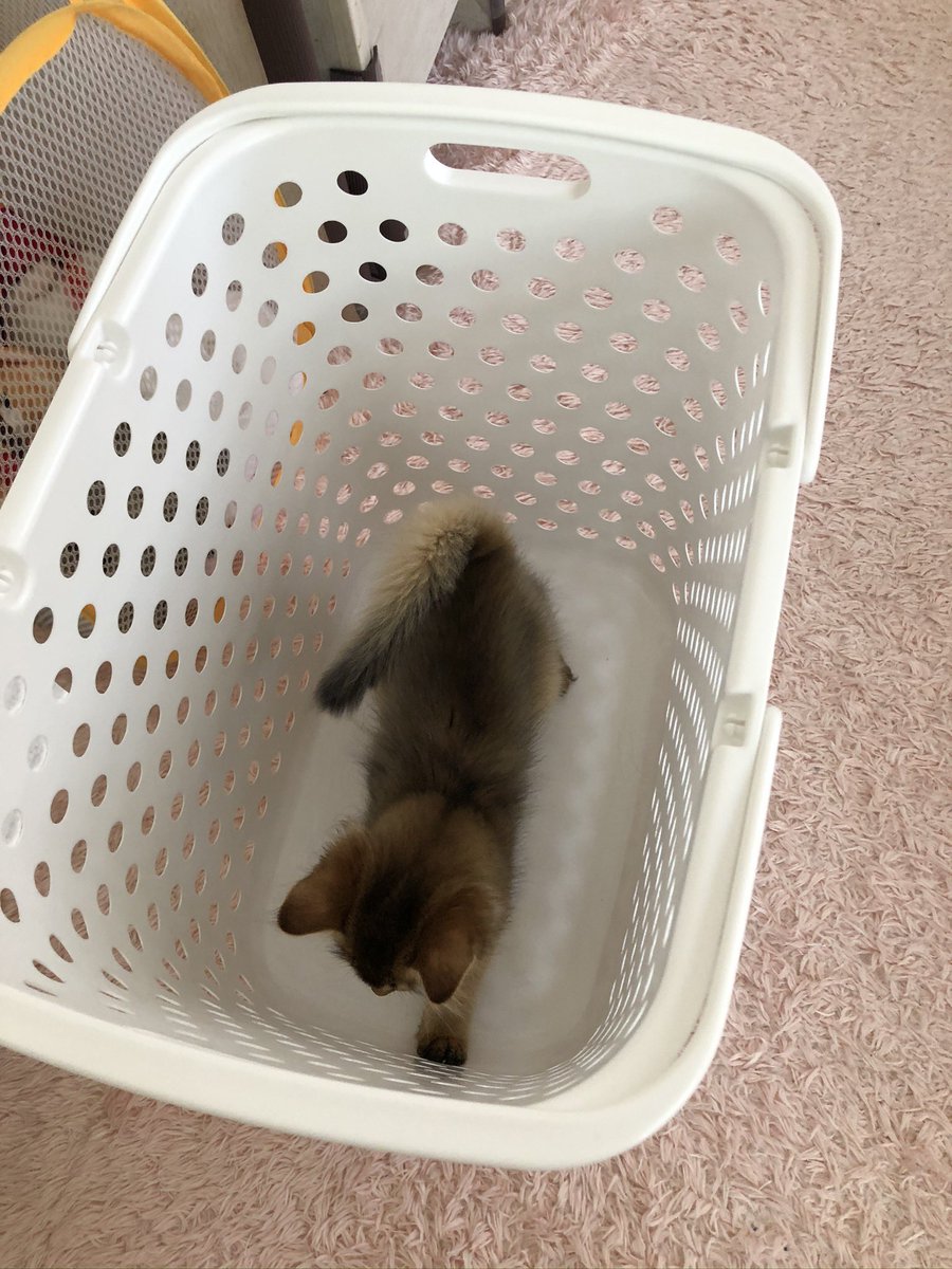 name_mugi's tweet photo. 子猫特有のふわ毛が愛おしい🐾🐈‍⬛

 #子猫  #ソマリ  #猫好きさんと繋がりたい   #猫のいる暮らし   #猫写真 https://t.co/4gMK4wpNBt