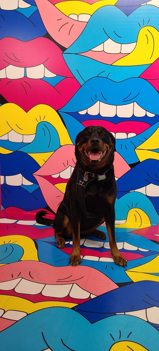 RctSki3's tweet photo. Smile and the World Smiles with you.
.
.
.
#siriski #smilingdog #smilefest2022 #smileformegame #smile https://t.co/Yygj1VPQRH