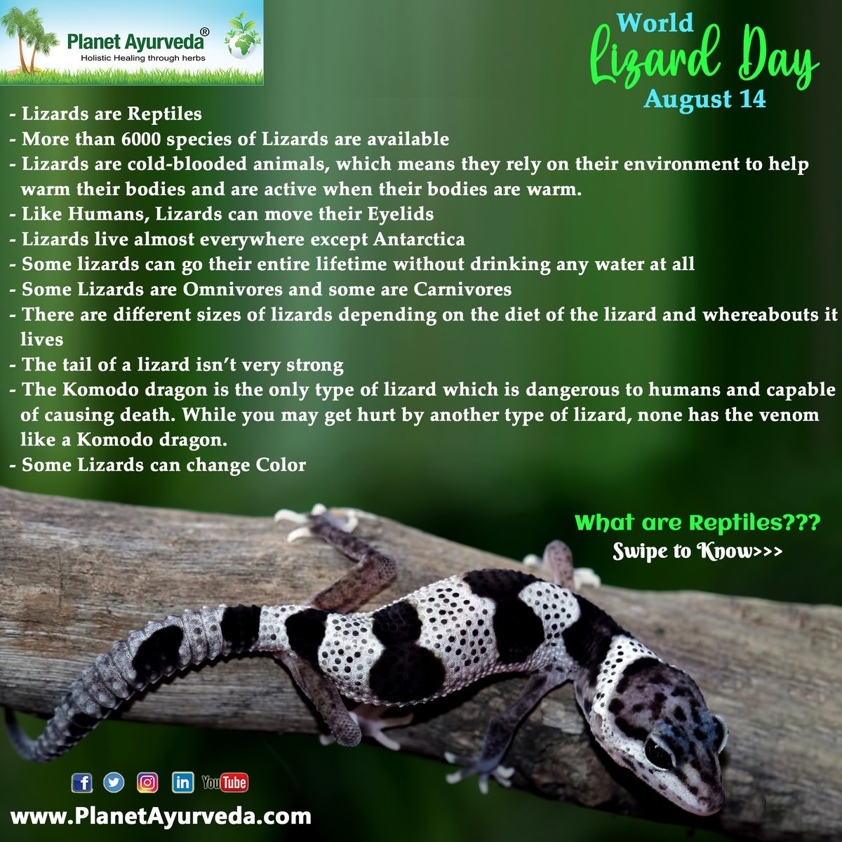 PlanetAyurveda4's tweet photo. World Lizard Day - 14th August
#WorldLizardDay #LizardDay #Lizard #Reptiles #Lizards #HappyWorldLizardDay #HappyLizardDay https://t.co/ivg68Yktif